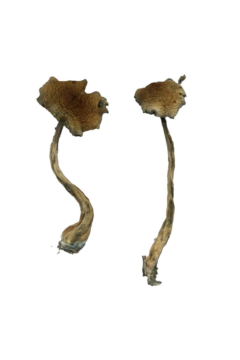 Alacabenzi mushroom
