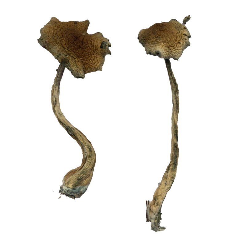 Alacabenzi mushroom