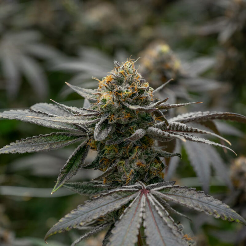 White Runtz Strain