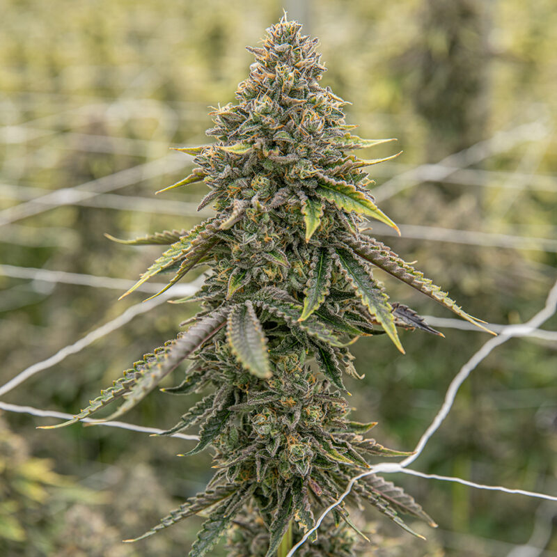 melonade strain